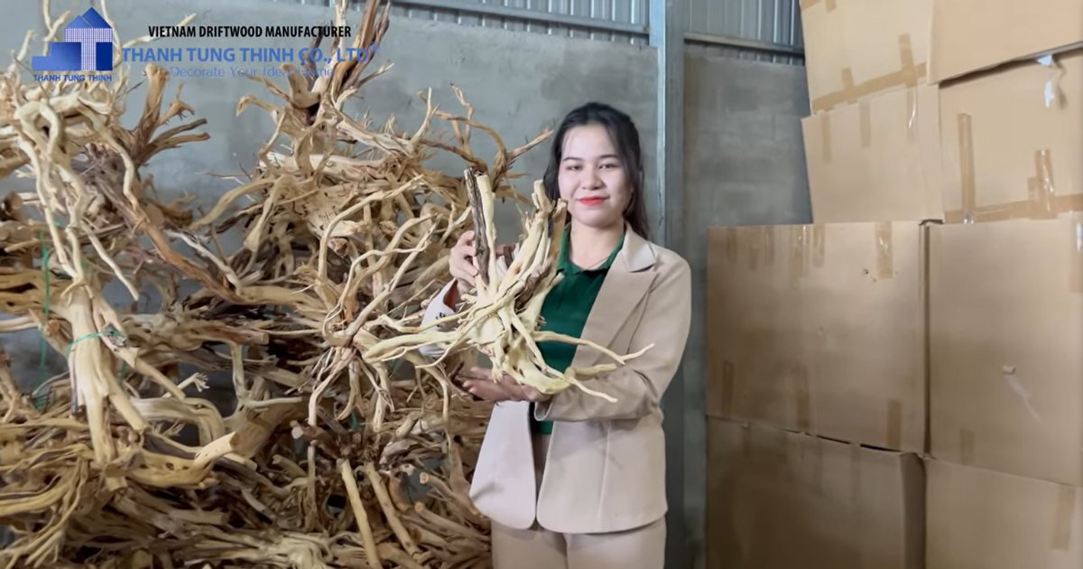 The packaging process of a Driftwood Bonsai Supplier in Vietnam