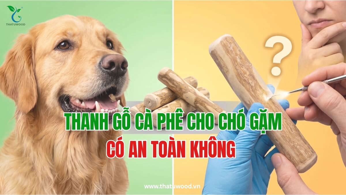 Hình ảnh so sánh chú chó Golden Retriever hạnh phúc bên cạnh thanh gỗ gặm cà phê và một hình minh họa thắc mắc về độ an toàn của sản phẩm với sự phân tích chuyên sâu.