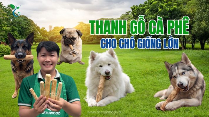 Nhân viên THATUWOOD giới thiệu các kích thước thanh gỗ cà phê cho chó giống lớn được ưa chuộng trên thị trường