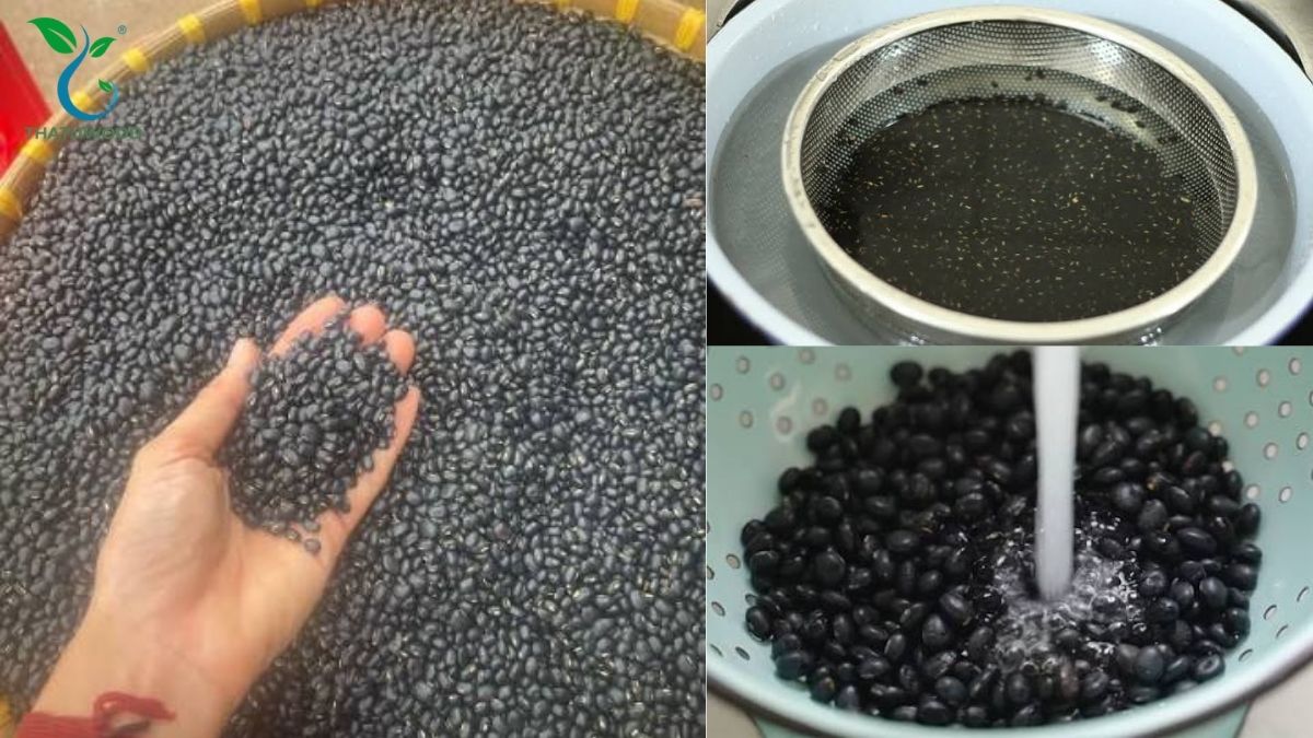 Cách Nấu Đậu Đen Mau Mềm, Nhanh Nhừ Mà Hạt Bùi Ngon 2 Chọn và rửa sạch hạt đậu đen tươi ngon để thực hiện cách nấu đậu đen mau mềm