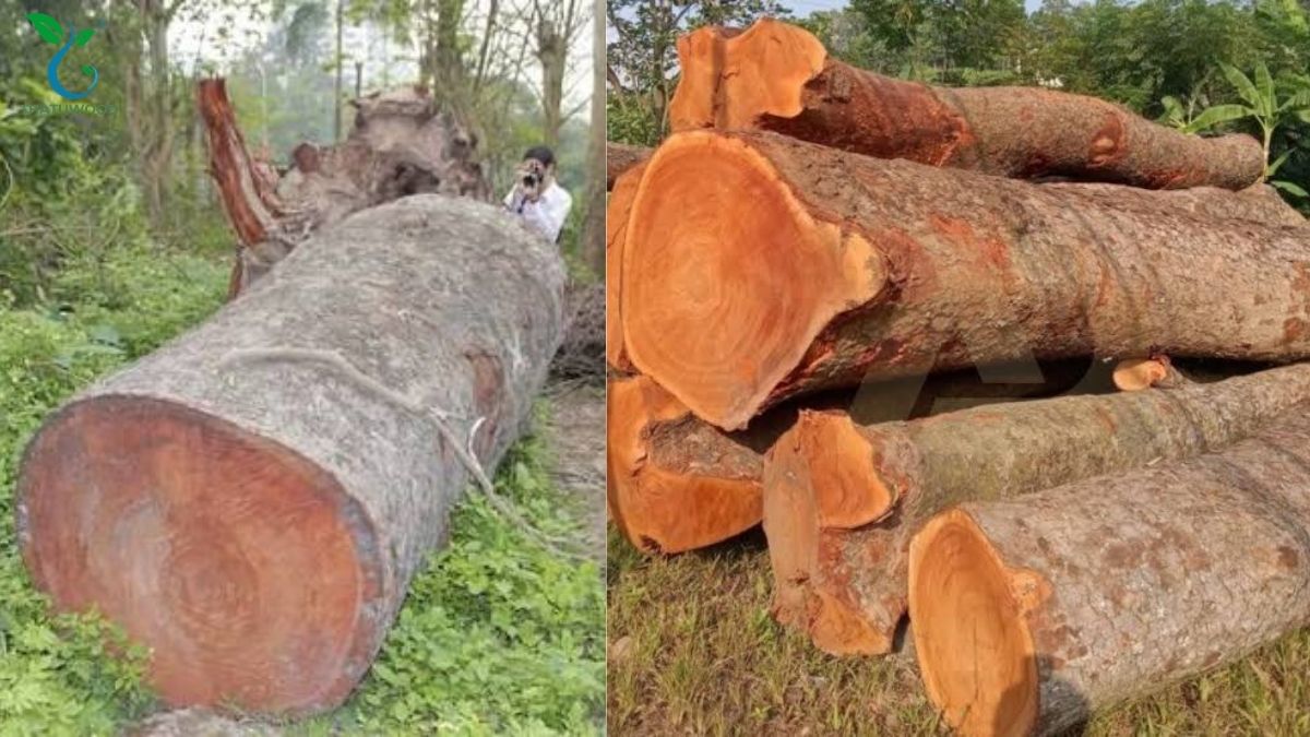 Thân cây xà cừ lớn và mặt cắt ngang phôi gỗ xà cừ đỏ sẫm